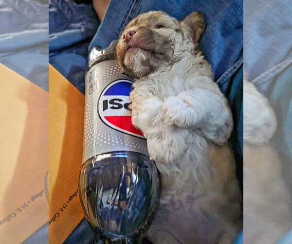 Medium Photo #3 Poodle (Miniature) Puppy For Sale in Corona, CA, USA