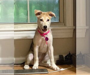 Mutt Dogs for adoption in Spring Lake, NC, USA