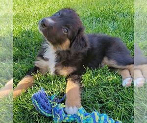Australian Shepherd Puppy for sale in BIGFORK, MT, USA