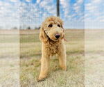 Small #2 Labradoodle