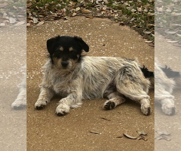 Medium Photo #2 Dandie Dinmont Terrier-Unknown Mix Puppy For Sale in Rockaway, NJ, USA