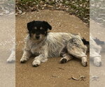 Small #1 Dandie Dinmont Terrier Mix
