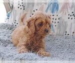 Small Photo #4 Cocker Spaniel-Poodle (Miniature) Mix Puppy For Sale in SALEM, MO, USA