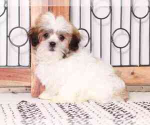 Mal-Shi Dog for Adoption in NAPLES, Florida USA