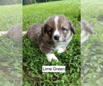 Puppy Luke Green Pembroke Welsh Corgi