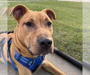 Mutt Dogs for adoption in Fargo, ND, USA