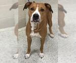 Small American Pit Bull Terrier Mix