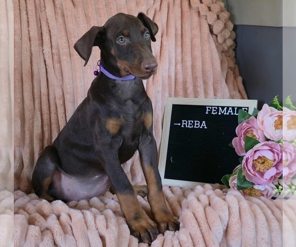 Medium Photo #1 Doberman Pinscher Puppy For Sale in POMEROY, OH, USA