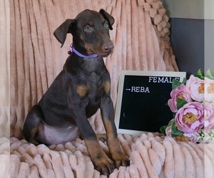 Doberman Pinscher Puppy for sale in POMEROY, OH, USA