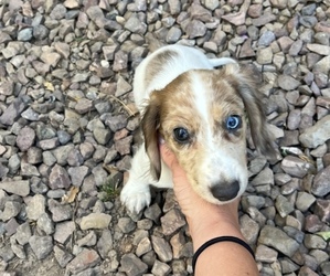 Dachshund Puppy for sale in SURPRISE DYSART RETAIL, AZ, USA