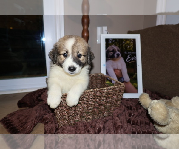 Medium Photo #10 Aussie Pyrenees Puppy For Sale in LEXINGTON, SC, USA