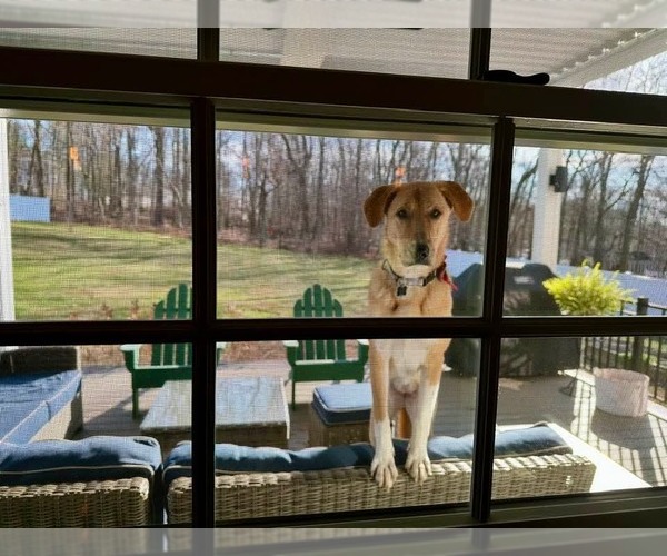 Medium Photo #8 Mutt Puppy For Sale in Rockaway, NJ, USA