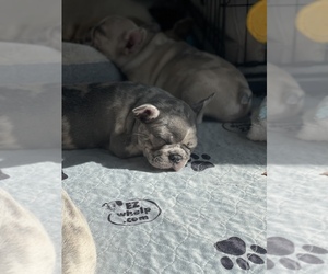 Faux Frenchbo Bulldog Puppy for sale in PORT CHARLOTTE, FL, USA