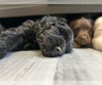 Small Photo #9 Labradoodle Puppy For Sale in SALT LAKE CITY, UT, USA