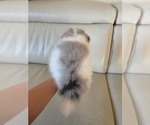 Small #4 Pomeranian