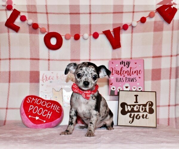 Medium Photo #40 Chihuahua Puppy For Sale in CHARLESTON, AR, USA