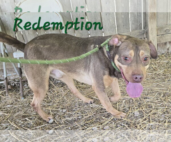 Medium Photo #2 American Staffordshire Terrier-Unknown Mix Puppy For Sale in Jackson, MS, USA