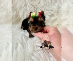 Small Yorkshire Terrier