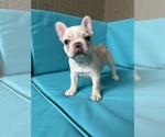 Small Photo #6 French Bulldog Puppy For Sale in FLEMING ISLAND, FL, USA