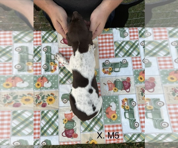 Medium Photo #6 German Shorthaired Pointer Puppy For Sale in ARGONNE, WI, USA