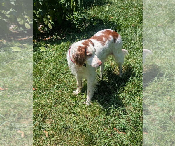 Medium Photo #3 Brittany Puppy For Sale in Curwensville, PA, USA