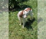 Small #2 Brittany