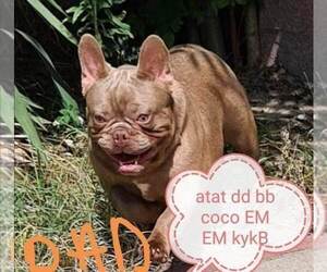 Mother of the French Bulldog puppies born on 03/03/2023