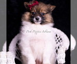 Puppy Anika Pomeranian