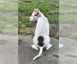 Small #1 American Pit Bull Terrier Mix