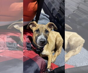 The Great Hambino - Male Mutt Dog for Adoption - Photo #7