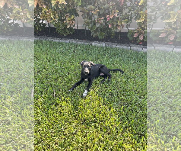 Medium Photo #1 Mutt Puppy For Sale in  Gainesville, FL, USA