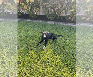 Mutt Dogs for adoption in Gainesville, FL, USA