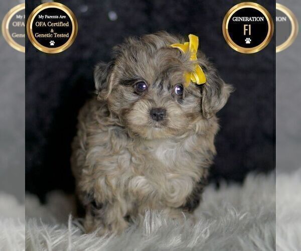 Medium Photo #81 YorkiePoo Puppy For Sale in WARSAW, IN, USA