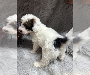 Medium Poodle (Miniature)