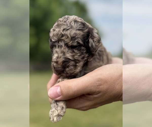 Medium Photo #27 Goldendoodle Puppy For Sale in HOWARD CITY, MI, USA