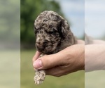 Small Photo #27 Goldendoodle Puppy For Sale in HOWARD CITY, MI, USA