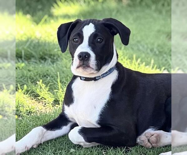 Medium Photo #16 Boxer-Unknown Mix Puppy For Sale in San Diego, CA, USA