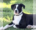 Small #15 Boxer Mix