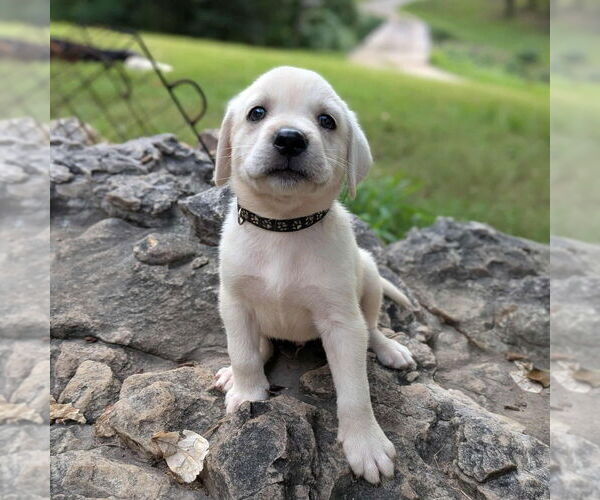 Medium Photo #2 Golden Retriever-Unknown Mix Puppy For Sale in Vail, AZ, USA