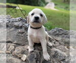 Small #1 Golden Retriever Mix