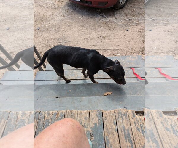 Medium Photo #7 American Staffordshire Terrier-Unknown Mix Puppy For Sale in Orange Grove, TX, USA