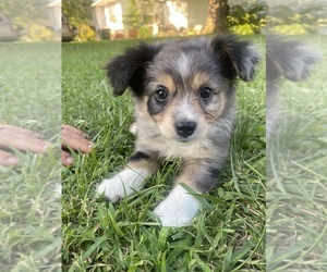 Australian Shepherd Puppy for sale in COBALT CITY, MO, USA