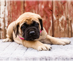 Small Photo #23 Mastiff Puppy For Sale in WAKARUSA, IN, USA