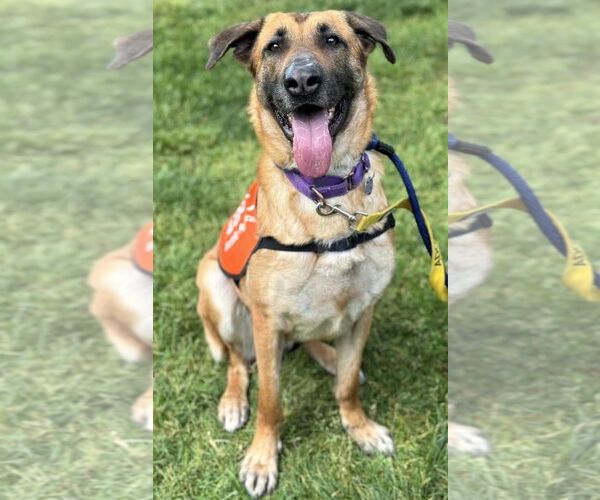 Medium Photo #5 German Shepherd Dog-Unknown Mix Puppy For Sale in Boonton, NJ, USA