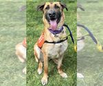 Small #4 German Shepherd Dog Mix