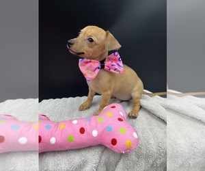 Chiweenie Puppy for sale in SAINT AUGUSTINE, FL, USA