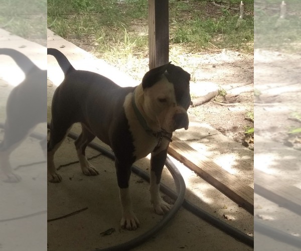 Medium Photo #7 American Bulldog Puppy For Sale in MACON, GA, USA