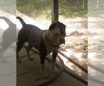 Scooby - Male American Bulldog Dog for Adoption - Photo #7