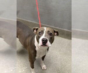 Mutt Dogs for adoption in Las Vegas, NV, USA