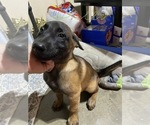 Small Photo #13 Belgian Malinois Puppy For Sale in IMPERIAL BEACH, CA, USA